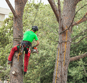 pruning and felling Ricol pépinière, Macon, maintenance of green spaces 